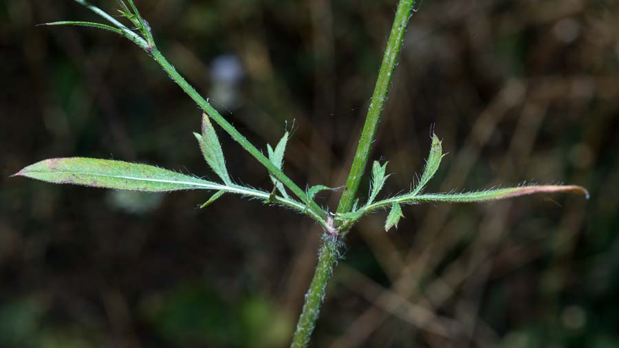 Cephalaria transsylvanica / Cefalaria transilvanica